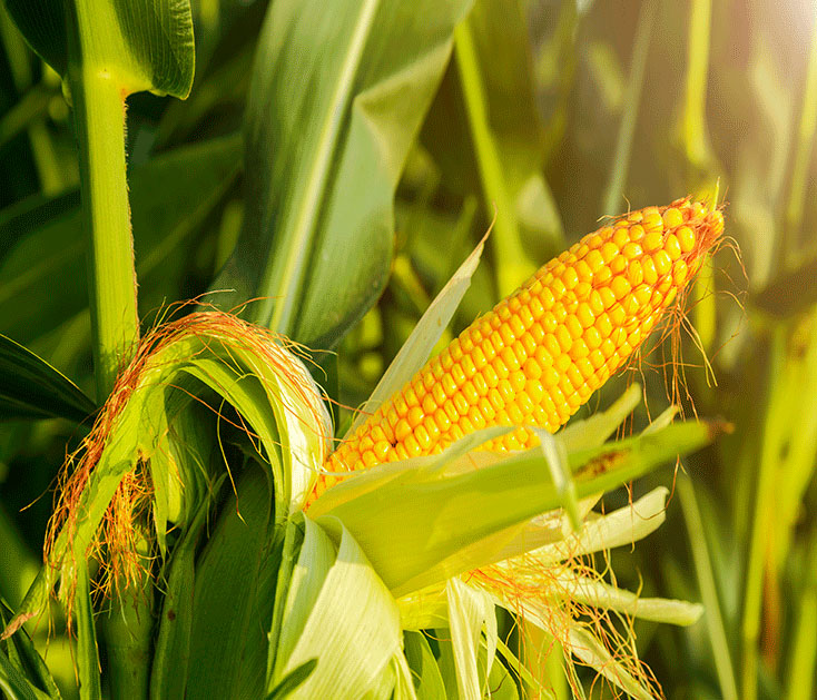 Corn stalk and husk